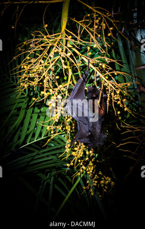 Schwarz-Flughund (Pteropus Alecto) ernähren sich von Palmkernen, Brisbane, Queensland, Australien Stockfoto