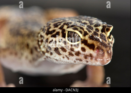 Nahaufnahme Makro Bildniss eines Leopardgecko (Eublepharis Macularius) zeigt Detail in seinen Augen und Nase. Stockfoto