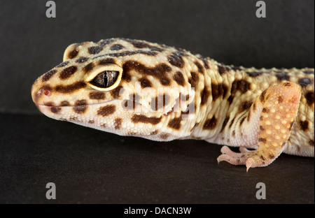 Porträt des Gesichts ein Leopardgecko (Eublepharis Macularius) schließen Stockfoto