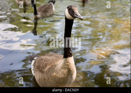 Kanadische Gänse in einem Teich schwimmen in Richtung der Kamera. Stockfoto