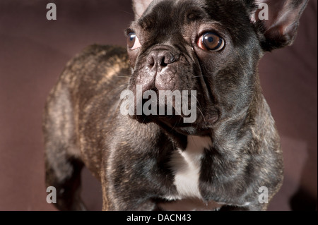Französische Bulldogge Welpe aufstehen und auf der Suche verlassen. Stockfoto