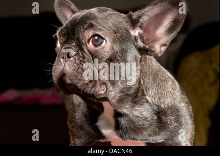 Porträt eines braun gesprenkelte französische Bulldogge Welpen. Stockfoto