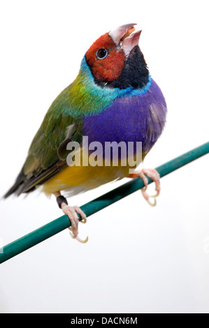 Rot konfrontiert Regenbogen Finch oder Prachtfinkenart Finch (Erythrura Gouldiae) sitzt auf einer grünen Barsch nachschlagen, Schnabel öffnen. Stockfoto