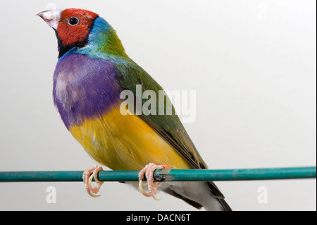 Roter gegenübergestellte Regenbogen Finch oder Prachtfinkenart Finch (Erythrura Gouldiae) sitzt auf einer grünen Barsch und auf der Suche nach links. Stockfoto