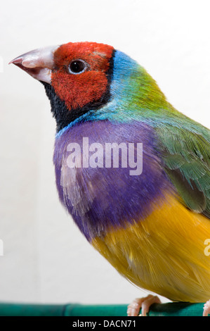 Rot konfrontiert Regenbogen Finch oder Prachtfinkenart Finch (Erythrura Gouldiae) auf der linken Seite. Stockfoto