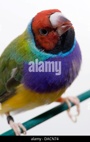 Rot konfrontiert Regenbogen Finch oder Prachtfinkenart Finch (Erythrura Gouldiae) sitzt auf einer grünen Barsch nach oben auf die Kamera. Stockfoto