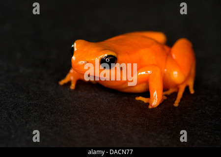 Orange farbigen Erdbeere Pfeilgiftfrosch auf einem schwarzen Hintergrund. Stockfoto