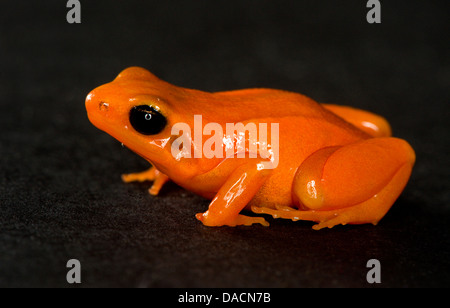 Orange farbigen Erdbeere Pfeilgiftfrosch auf einem schwarzen Hintergrund. Stockfoto