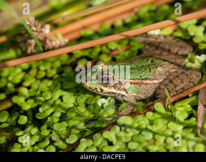 Seefrosch (außer Ridibundus) Stockfoto