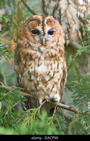 Waldkauz (Strix Aluco) Stockfoto