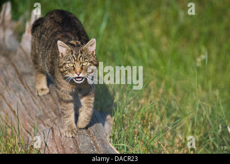 Schottische Wildkatze (Felis Silvestris Grampia) Stockfoto