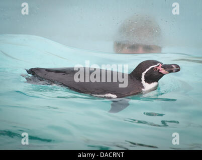 Humboldt-Pinguine Polly schwimmt im Wasser am Pool Spreewelten in Lübbenau, Deutschland, 17. November 2011. Schwimmbad-Gäste können in einem beheizten outdoor-Pool getrennt durch ein Blatt des Glases zwölf Pinguine, auch unter Wasser beobachten. Foto: Soeren Stache Stockfoto