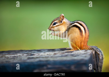 Wilde Eichhörnchen sitzend auf Baumstamm Essen Erdnuss Stockfoto