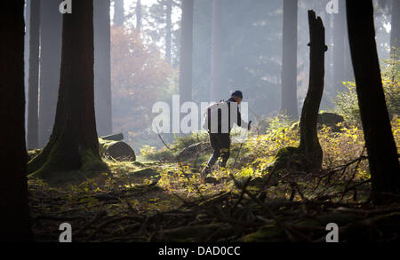 Datei - ein Archiv Bild Adted 1. November 2009 zeigt ein Wanderer auf dem Weg zu den großen Feldberg im Taunus, Deutschland. Staatliche Umweltministerin Lucia Puttrich erwies sich einen stabilen guten Zustand Hessens Wälder auf 18. November 2011 im Vergleich zum Vorjahr. Foto: Frank Rumpenhorst Stockfoto