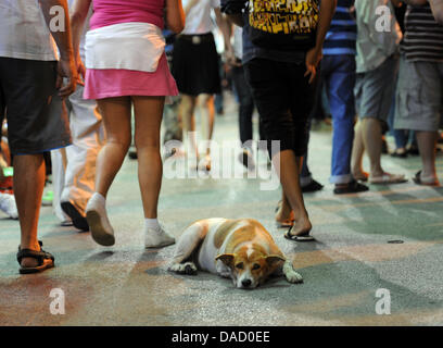 Ein Hund ruht auf der Siewalk während der Parade anlässlich des traditionellen Lichterfest Loy Krathong in Chiang Mai, Thailand, 10. November 2011. Loi Krathong findet am Abend des vollen Mondes des 12. Monats im traditionellen thailändischen Mondkalender. Im westlichen Kalender fällt dies in der Regel im November. Das Festival wird geglaubt, um in eine alte Praxis stammen Stockfoto