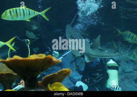 Leiterin der tropischen Aquarium Hagenbeck, Guido Westhoff (L) und Tierpfleger Florian Ploetz Messen ein riesiger Guitarfish (Rhynchobatus Djiddensis) im tropischen Aquarium von Hagenbecks Tierpark in Hamburg, Deutschland, 29. Dezember 2011. Tiere im tropischen Aquarium werden gemessen, gewogen und bei der jährlichen Inventur im Zoo gezählt. Foto: Malte Christen Stockfoto