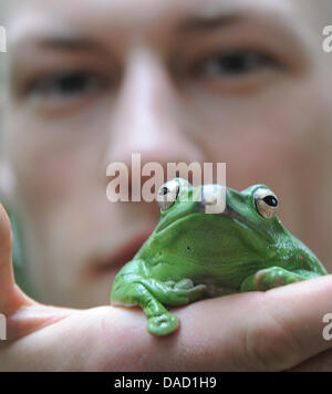 Tierpfleger Hans Hopp hält eine Borneo fliegender Frosch bei der Inventur in der Biosphäre in Potsdam, Deutschland, 30. Dezember 2011. Die Biosphäre Potsdam derzeit eine Bestandsaufnahme. Foto: Bernd Settnik Stockfoto