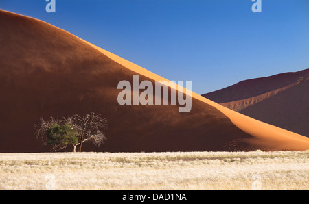 Seitenansicht der Düne 45 zeigt den sonnigen Grat gegen blauen Himmel, Namib-Wüste in der Nähe von Sesriem, Namib Naukluft Park, Namibia Stockfoto