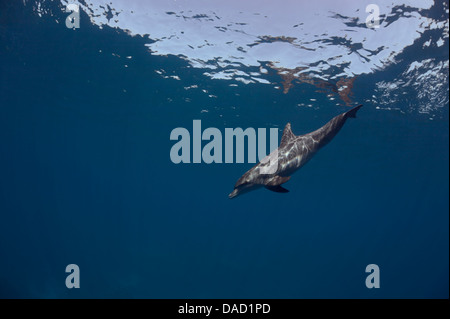 Einzelnes Kalb des Indo-Pazifik große Tümmler (Tursiops Aduncus) taucht in die Tiefe nach kurzen Atem. Stockfoto