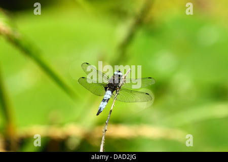blaue knappen Chaser Libelle ruht auf Ast Stockfoto