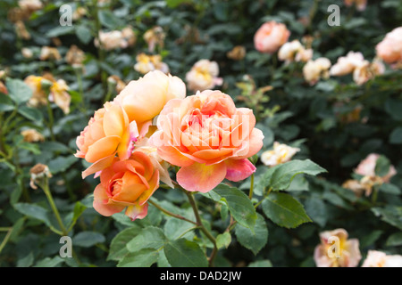 Rosa 'Lady von Shalott", Ausnyson - Orange Rosen von David Austin, in den Royal Horticultural Gärten in Wisley Stockfoto