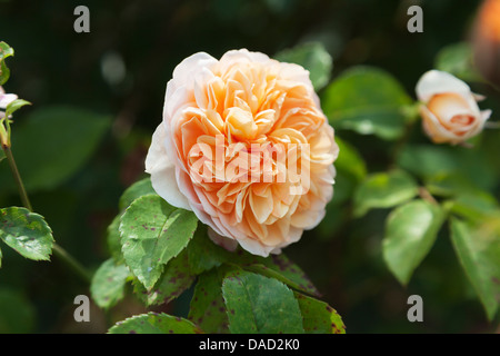 Rosa 'Port Sunlight', Auslofty - orange Rose von David Austin, in den Royal Horticultural Gärten in Wisley Stockfoto