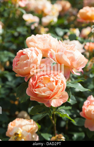 Rosa 'Port Sunlight', Auslofty - orange Rose von David Austin, in den Royal Horticultural Gärten in Wisley Stockfoto