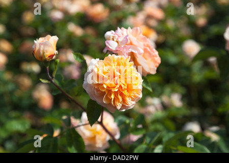 Rosa 'Port Sunlight', Auslofty - orange Rose von David Austin, in den Royal Horticultural Gärten in Wisley Stockfoto