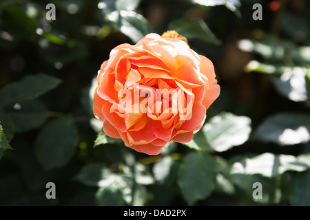 Rosa 'Port Sunlight', Auslofty - orange Rose von David Austin, in den Royal Horticultural Gärten in Wisley Stockfoto