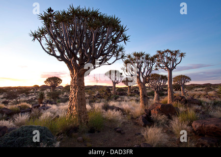 Köcherbäume (Aloe Dichotoma), genannt Kokerboom im Quivertree Forest auf Farm Gariganus in der Nähe von Keetmanshopp, Namibia Stockfoto