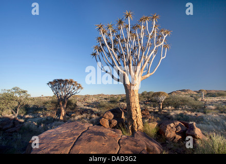 Köcherbäume (Aloe Dichotoma), genannt Kokerboom im Quivertree Forest auf Farm Gariganus in der Nähe von Keetmanshopp, Namibia Stockfoto