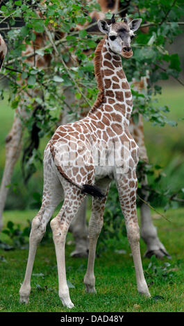 Das Giraffen-Kalb Farida erforscht seine Gehäuse an den Serengeti-Park Hodenhagen, Niedersachsen, Deutschland, 5. Oktober 2011. In den letzten Wochen wurden zwei Löwenbabys, drei Giraffe Kälber und ein kleines Nashorn im Serengeti-Park geboren. Foto: Holger Hollemann Stockfoto