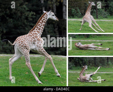 Das Giraffen-Kalb braucht Farida ein harmloser fallen, wenn das Freigehege an den Serengeti-Park Hodenhagen, Niedersachsen, Deutschland, 5. Oktober 2011 erkunden. In den letzten Wochen wurden zwei Löwenbabys, drei Giraffe Kälber und ein kleines Nashorn im Serengeti-Park geboren. Foto: Holger Hollemann Stockfoto