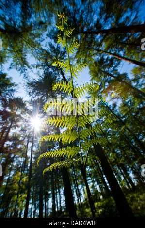 Farn wächst in Mortimer Wald in der Nähe der Stadt Ludlow, Shropshire, England Stockfoto