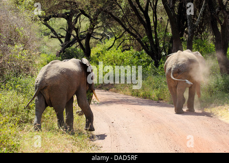 Zwei afrikanische Elefanten (Loxodonta Africana) überqueren einer Straße in Lake Manyara National Park, Tansania Stockfoto