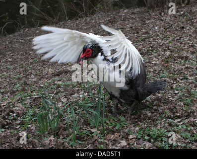 Detaillierte Nahaufnahme einer Reifen männlichen Muscovy Ente (Cairina Moschata) mit seinen Flügeln (9 Bilder in Serie) Stockfoto