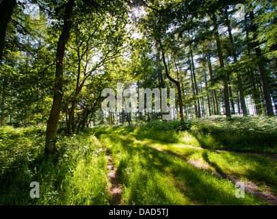 Ein Weg durch die Bäume im Wald Mortimer, Shropshire, England Stockfoto