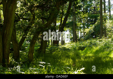 Bäume im Wald Mortimer, Shropshire, England Stockfoto