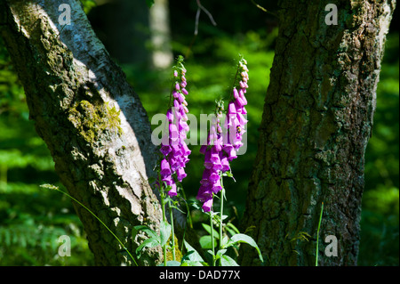 Fingerhut im Mortimer Wald, in der Nähe von Ludlow, Shropshire, England Stockfoto