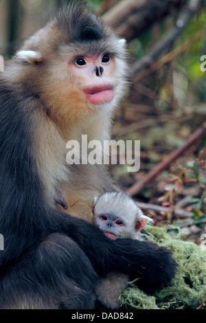 Schwarzer stupsnasige Affe, Yunnan stupsnasige Affe (Rhinopithecus Bieti), Mutter mit zwei Tage alten Baby, China, Yunnan, Baima Snow Mountain Nature Reserve Stockfoto