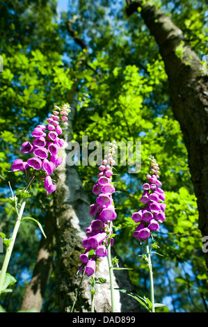 Fingerhut im Mortimer Wald, in der Nähe von Ludlow, Shropshire, England Stockfoto