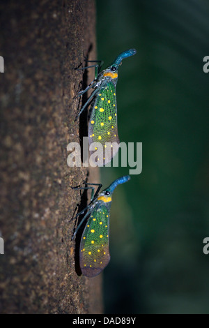 Lanternflies, Laterne fliegen, Fulgorid Planthoppers (Fulgora Lampestris), zwei Laterne fliegen an einem Baumstamm, Malaysia, Sabah, Danum Valley
