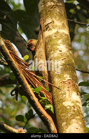 Malaiische fliegen Lemur, Vobego (Cynocephalus Variegatus), sittin an einem Baumstamm auf der Suche nach unten, Malaysia, Sarawak, Bako Nationalpark Stockfoto