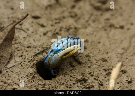 blaue Fiedlerkrabbe verlassen seine ganze, Malaysia, Sarawak, Bako Nationalpark Stockfoto