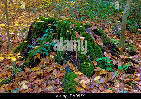 gemeinsamen Holly, englische Stechpalme (Ilex Aquifolium), alte bemooste Baum Haken mit junge Holly Pflanze, Deutschland, Niedersachsen, Osterholz Stockfoto