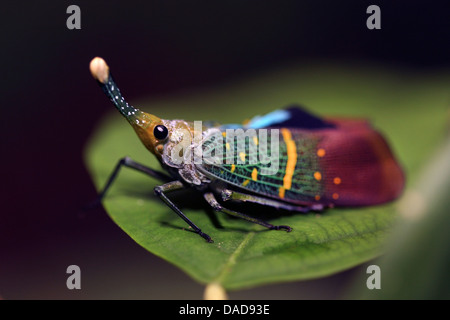 Lanternflies, Laterne fliegen, Fulgorid Planthoppers (Fulgora Lampestris), sitzt auf einem Blatt, Malaysia, Sabah, Danum Valley