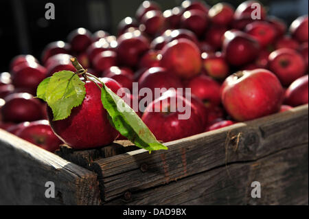 Roter Trierer Wein Äpfel sitzen in Kist im Kühlkeller Presswerk in Frankfurt Main, Deutschland, 13. Oktober 2011. Der Entsafter in Hessen erwarten eine gute Apfelernte 2011 durch den warmen Frühling. Obst Pressen in Hessen fertigen Apfelwein (Apfelwein) von rund 65.000 Tonnen Äpfel pro Jahr. Foto: Marc Tirl Stockfoto