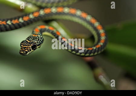 Paradiesbaum Schlange, Paradies, fliegende Schlange (Chrysopelea Paradisi), auf einem Ast, Malaysia, Sabah, Danum Valley Stockfoto