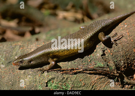 Bali Skink, Sonne Skink (Eutropis Multifasciata Balinensis), sitzt auf einem Baumstamm, Indonesien, Bali Stockfoto