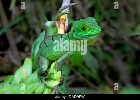 grüne Basilisk, gefiederte Basilisk, Doppel-crested Basilisken (Plumifrons Basiliskos), hängen an einem Ast, Costa Rica Stockfoto